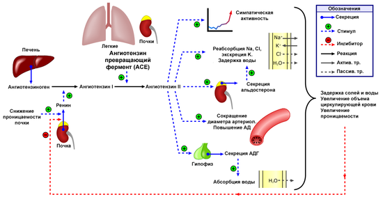 550px-Renin-angiotensin-aldosterone_system_ru.png